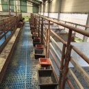 순창금산흑염소농장 이미지