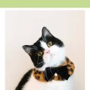 냥냥펀치 이미지