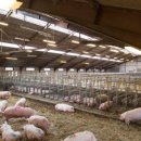 상용농장 이미지