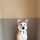 얼바인동물병원 이미지