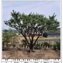 소나무 특수목 조경수 4점 판매(개별 가능, 가격협의 가능) 충남아산 판매 이미지