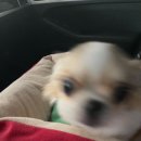 봉숙이