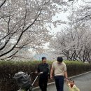 중랑천 | 2026 동대문구 벚꽃축제 중랑천 장안벚꽃로 실시간 후기 벚꽃 개화 상태