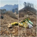 부운재 일대 울창한 편백나무숲으로 이룬다 이미지