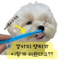 디자인바이펫 | 강아지 양치가 이렇게 쉬웠어? 설채현 바이플라그 강아지 칫솔 후기