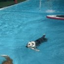 더히로 플레이그라운드 | [대형견 가능 애견 펜션] 포천 더히로플레이그라운드 애견 펜션 다녀온 후기