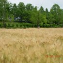 보리밭 노래비 이미지