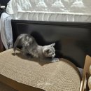 메트로나인 | 고양이 반영구 스크래쳐 카페트 추천 스크래처 고양이집 안식처 캣나인 이너무바 매트 후기