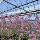 일락농원 이미지