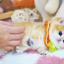 강남고양이분양 스타돌스 이미지