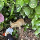 행복한정약국 | 고양이 기생충 박멸시킨 후기,,, (+해결법, 칼국수 팽이버섯 같은 촌충..)