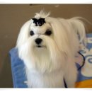Blue dog club 이미지