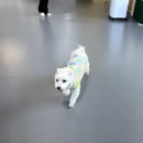 짜세프렌즈 이미지