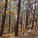 치유의숲 이미지