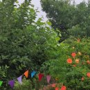 살구나무집민박 이미지