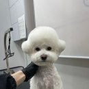 Re Pet 애견샵 이미지