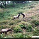 양심목장 이미지