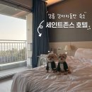 비타민호텔 | 강릉 강아지동반 세인트존스 호텔 펫룸 조식 히노끼탕 이용 후기