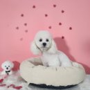 토토펫 애견미용 이미지