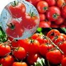 토마토 이미지