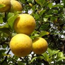 탱자한의원 이미지