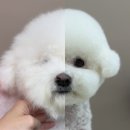 뚜뚜멍멍 이미지