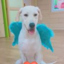 매일행복하개 이미지