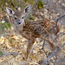 종일사슴 이미지