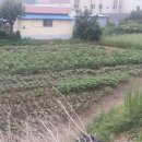 벌교 중앙초교 이미지