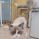커뮤니캣 고양이 호텔&미용실 이미지