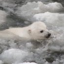 동물의 왕국 이미지