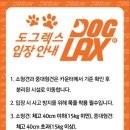 도그렉스 이미지