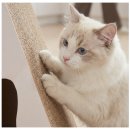 레토하우스(LETO HOUSE) | 대형 고양이 넉넉한 수직 스크래쳐 가구 추천 삼각 숨숨집 가성비 반려묘 하우스 후기