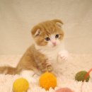 광주 고양이분양 브로스펫 이미지