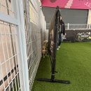 놀러와 놀이터 | ​파주에서 E성향 반려견과 함께라면, &#39;자유로멍놀러와&#39;는 최고의 선택입니다!