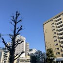 우정장어 | [일본여행] 나고야 우정여행 3박 4일 - 4일차 후기(히츠마부시 장어덮밥과 나고야성 구경 후 한국으로)