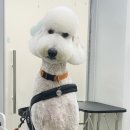 미코 그루밍 이미지