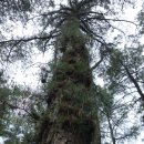 금강솔바람길 이미지