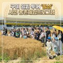 구미에 이런 황금빛 밀밭이?! 날씨마저 완벽했던 구미 밀밭 투어 다녀왔어요 🌾