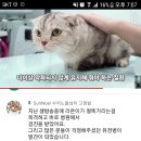 고양이 유튜브채널 수리노을 폴드 유전병 발병 이미지