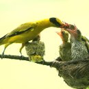 무장초등학교 이미지