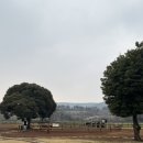 평화목장 | 제주 밭디 카페｜아이랑 말 체험 가능한 목장 카페 &amp; 밭디 마켓 후기 (말띠 임산부 제주 여행 코스 추천)