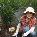 매실농장 이미지