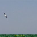 수기해변 이미지