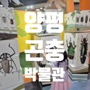 양평곤충박물관 후기, 기대 이상이었던 양평 아이와 가볼만한 실내 장소