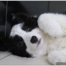 지리산 보더콜리 이미지