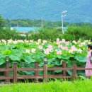 울미연꽃마을 이미지