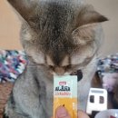 루루캣 | 🐱루루의 아카나 캣 리커블 3종 체험단 후기🐱