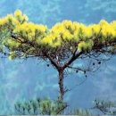 황금 소나무 이미지