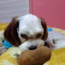 퍼피홀릭 제주 이미지